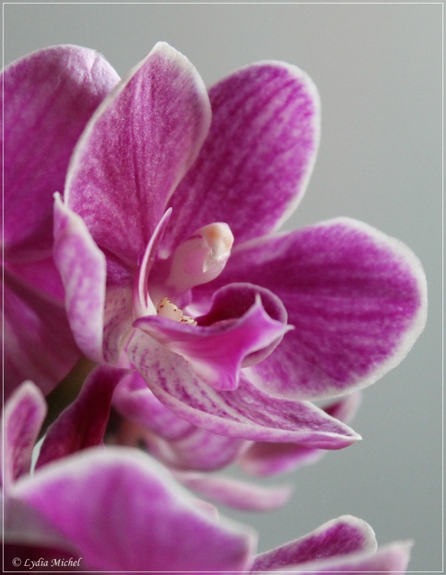 Orchidee-2